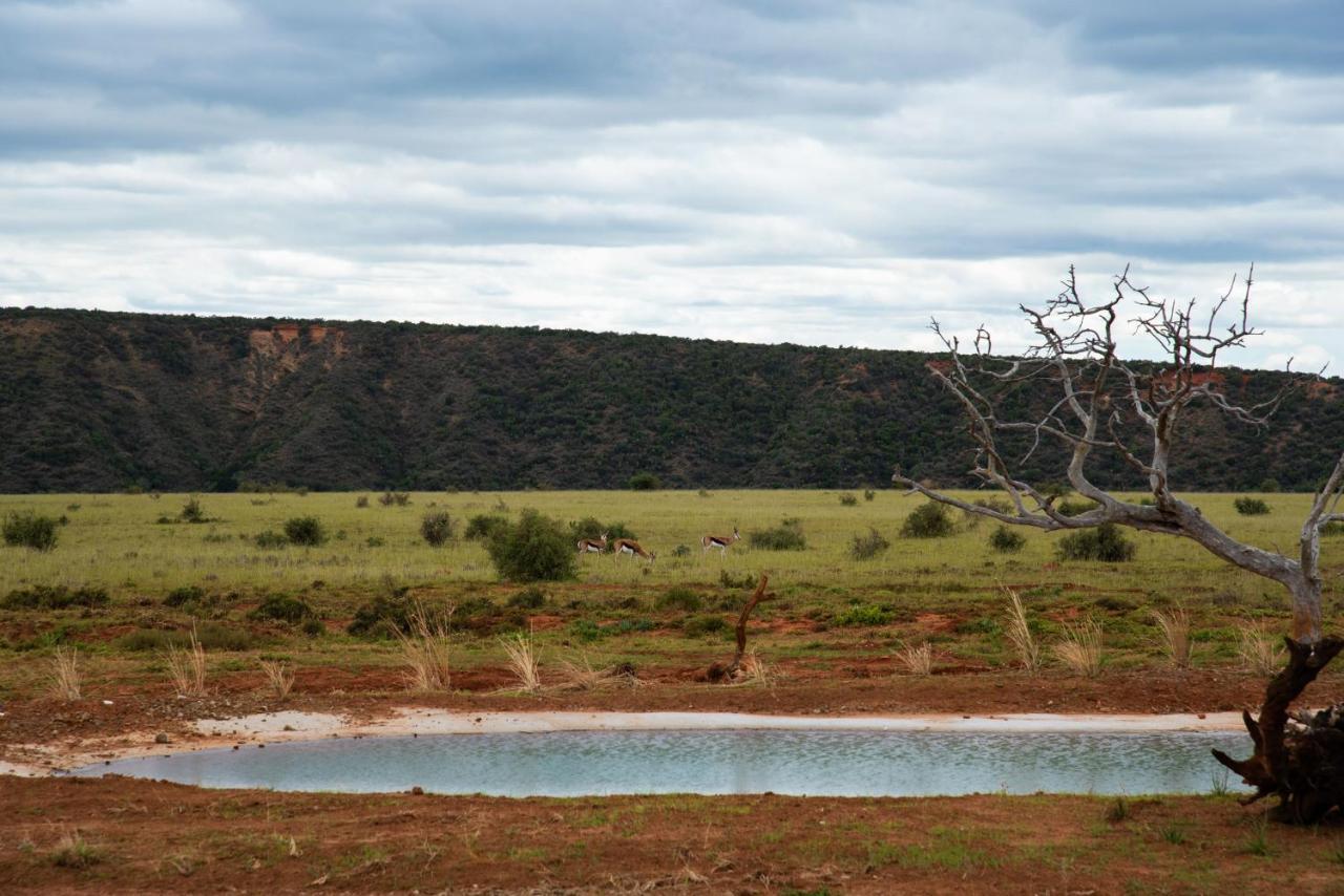 Shamwari Riverdene Paterson Zewnętrze zdjęcie